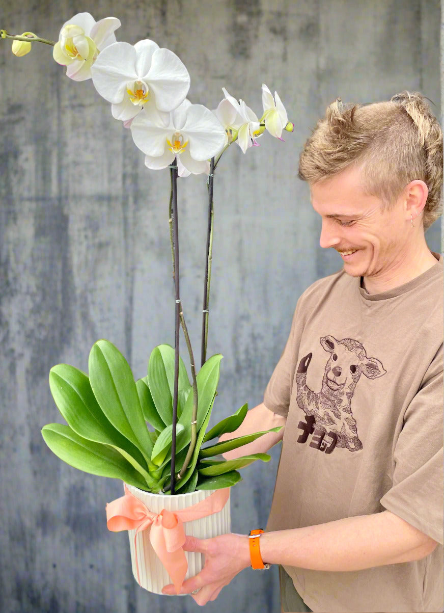Potted Orchid