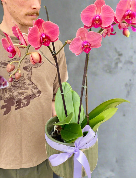 Potted Orchid